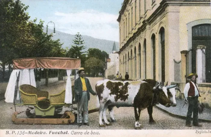 Framed Print : Madeira, Funchal - Oxen carriage Framed Print : Madeira, Funchal - Oxen carriage