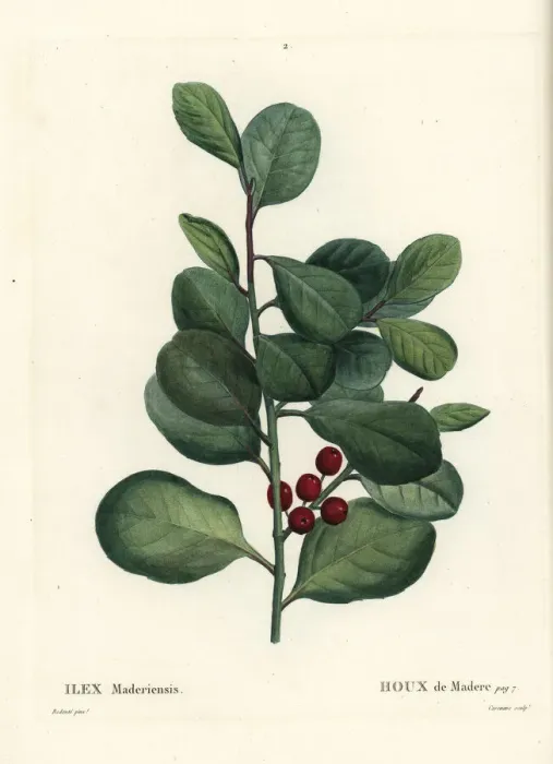 Framed Print : Madeira holly, Ilex perado Framed Print : Madeira holly, Ilex perado