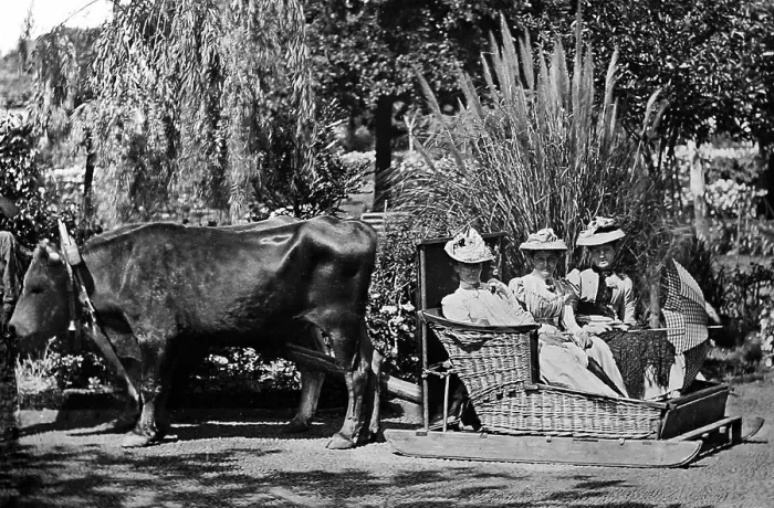 Framed Print : Madeira sledge ride bullock cart Framed Print : Madeira sledge ride bullock cart