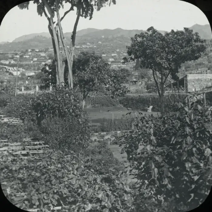 Framed Print : Madeira, view from the verandah of hotel Framed Print : Madeira, view from the verandah of hotel