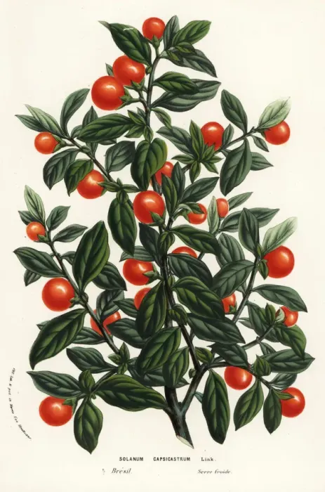 Framed Print : Madeira winter cherry, Solanum pseudocapsicum Framed Print : Madeira winter cherry, Solanum pseudocapsicum