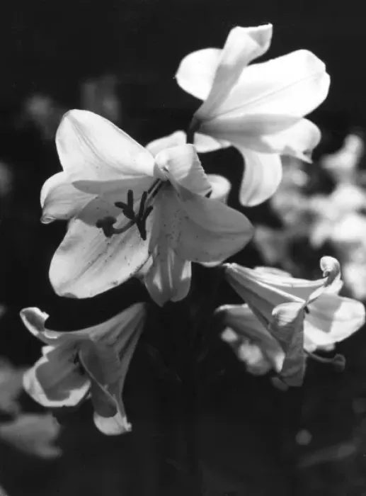 Framed Print : Madonna Lilies Framed Print : Madonna Lilies