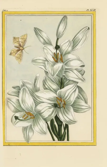 Framed Print : Madonna lily, Lilium candidum