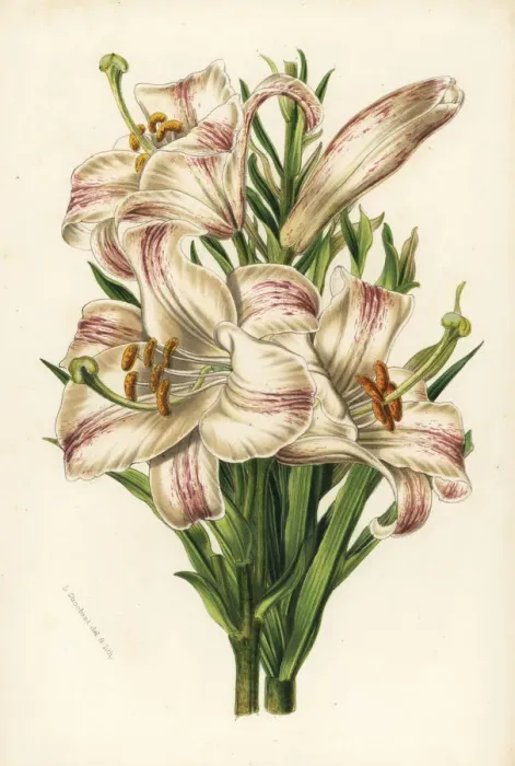 Framed Print : Madonna lily, Lilium candidum Framed Print : Madonna lily, Lilium candidum