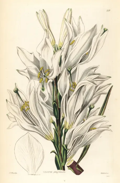 Framed Print : Madonna lily, Lilium candidum Framed Print : Madonna lily, Lilium candidum