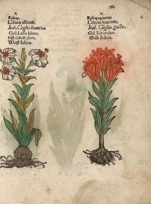 Framed Print : Madonna lily, Lilium candidum, and orange Framed Print : Madonna lily, Lilium candidum, and orange