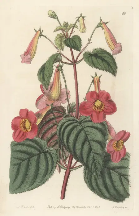 Framed Print : Magic flowers, Achimenes skinneri Framed Print : Magic flowers, Achimenes skinneri