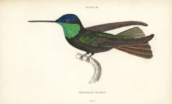 Framed Print : Magnificent hummingbird, Eugenes fulgens Framed Print : Magnificent hummingbird, Eugenes fulgens