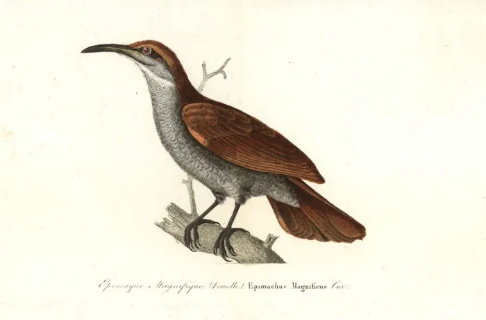 Framed Print : Magnificent riflebird, Lophorina magnifica (female) Framed Print : Magnificent riflebird, Lophorina magnifica (female)