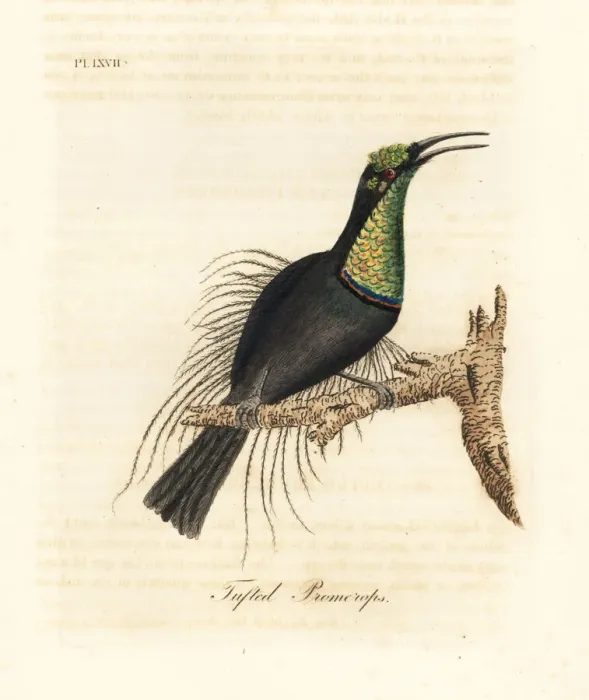 Framed Print : Magnificent riflebird, Ptiloris magnificus Framed Print : Magnificent riflebird, Ptiloris magnificus