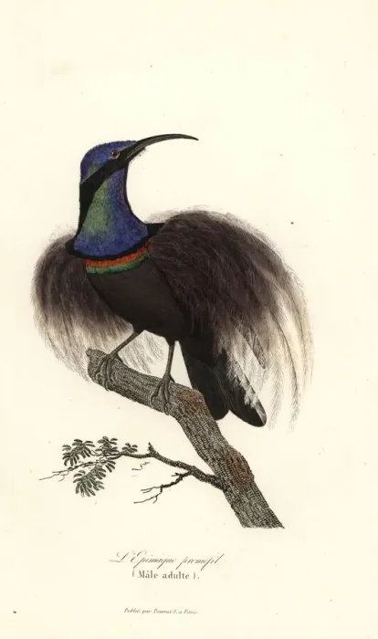 Framed Print : Magnificent riflebird, Ptiloris magnificus Framed Print : Magnificent riflebird, Ptiloris magnificus