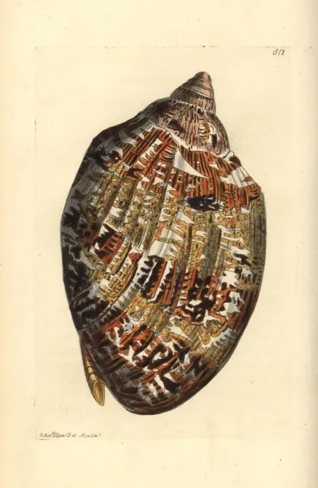 Framed Print : Magnificent volute, Cymbiola magnifica Framed Print : Magnificent volute, Cymbiola magnifica
