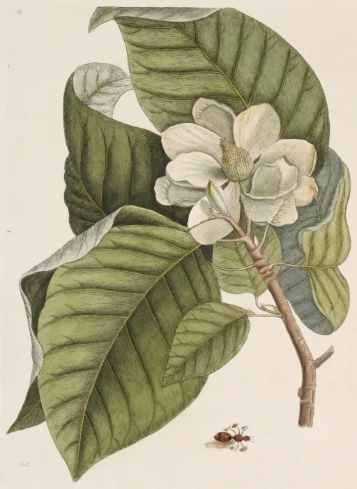 Framed Print : Magnolia acuminata, cucumber tree Framed Print : Magnolia acuminata, cucumber tree