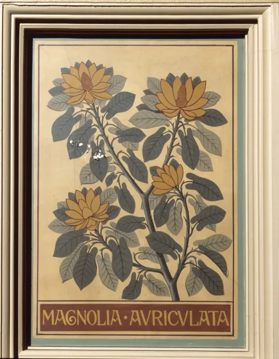 Framed Print : Magnolia auriculata, big-leaf magnolia Framed Print : Magnolia auriculata, big-leaf magnolia