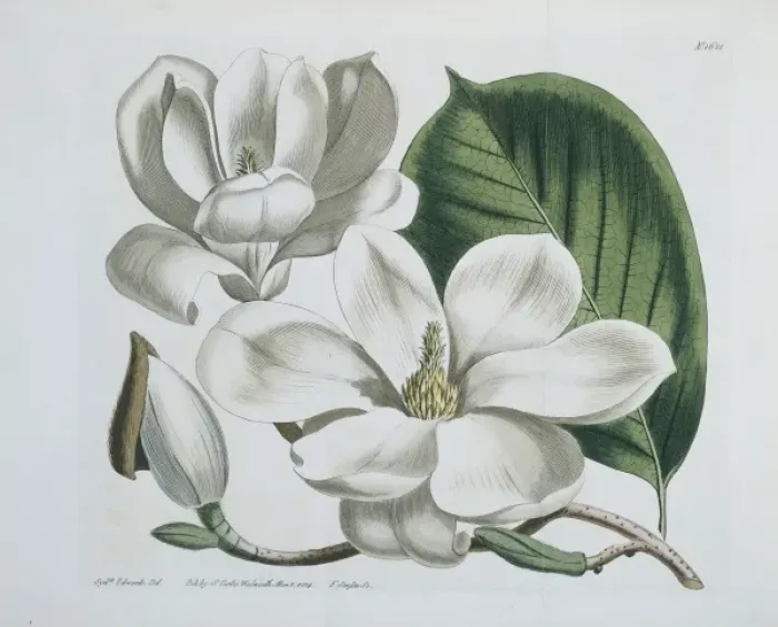 Framed Print : Magnolia conspicua, lily-flowered magnolia Framed Print : Magnolia conspicua, lily-flowered magnolia