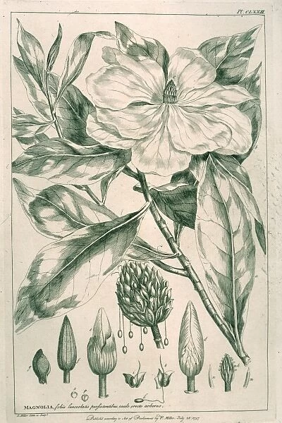 Magnolia grandiflora, magnolia