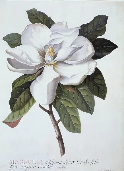 Magnolia grandifolra, southern magnolia
