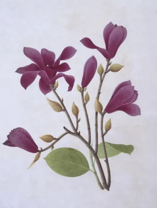 Framed Print : Magnolia liliiflora, purple lily-flowered magnolia Framed Print : Magnolia liliiflora, purple lily-flowered magnolia