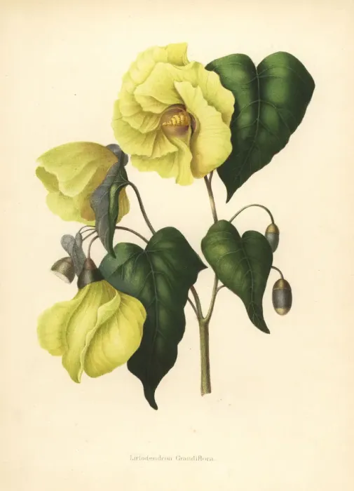 Framed Print : Magnolia pterocarpa extinct Framed Print : Magnolia pterocarpa extinct