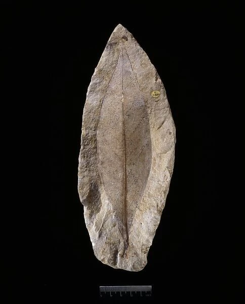 Magnolia sp. fossil magnolia leaf