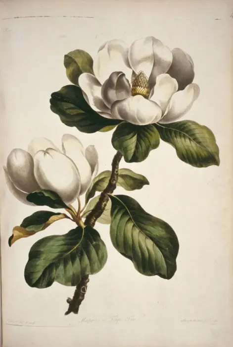 Framed Print : Magnolia sp. magnolia Framed Print : Magnolia sp. magnolia