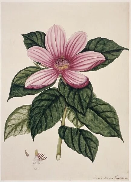 Magnolia sp. magnolia