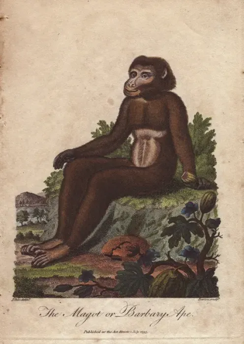 Framed Print : Magot or Barbary ape, Macaca sylvanus Framed Print : Magot or Barbary ape, Macaca sylvanus