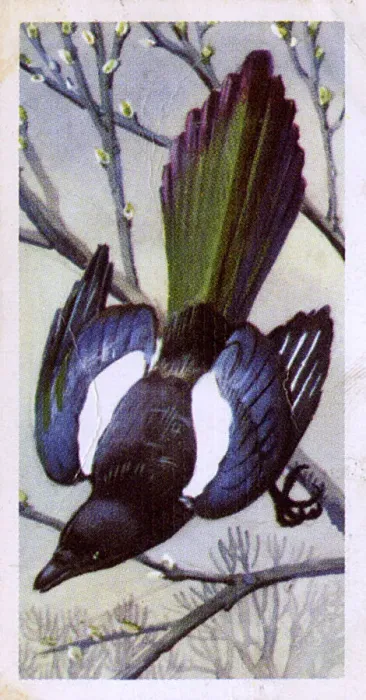 Framed Print : Magpie. Date: 1957 Framed Print : Magpie. Date: 1957