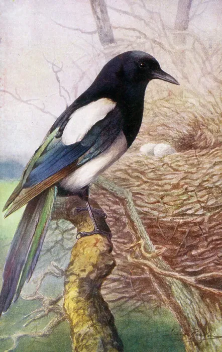 Framed Print : Magpie Date: circa 1910s Framed Print : Magpie Date: circa 1910s