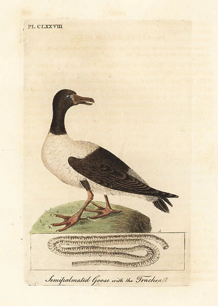 Magpie goose, Anseranas semipalmata