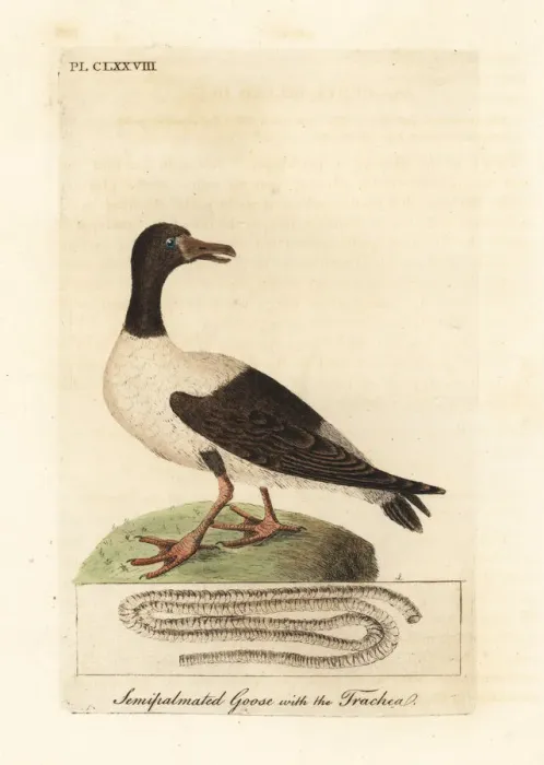 Framed Print : Magpie goose, Anseranas semipalmata Framed Print : Magpie goose, Anseranas semipalmata