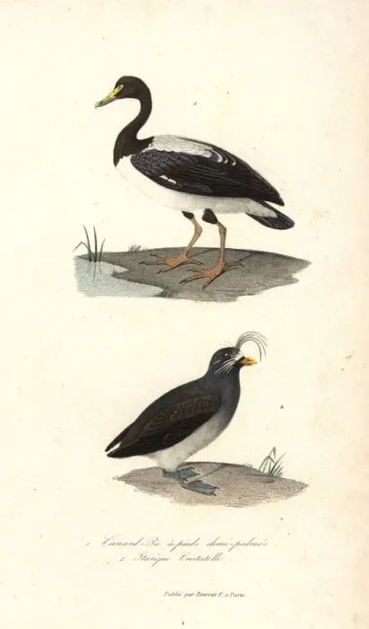 Framed Print : Magpie goose and crested auklet Framed Print : Magpie goose and crested auklet