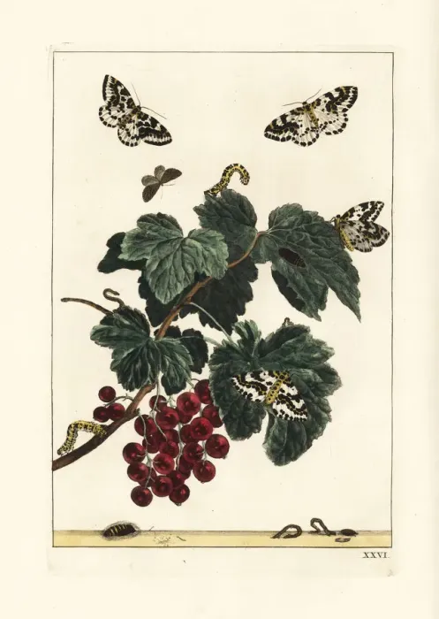 Framed Print : Magpie moth, Abraxas grossulariata, on a redcurrant branch Framed Print : Magpie moth, Abraxas grossulariata, on a redcurrant branch