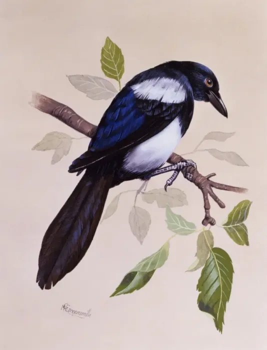 Framed Print : Magpie (Pica pica) Framed Print : Magpie (Pica pica)