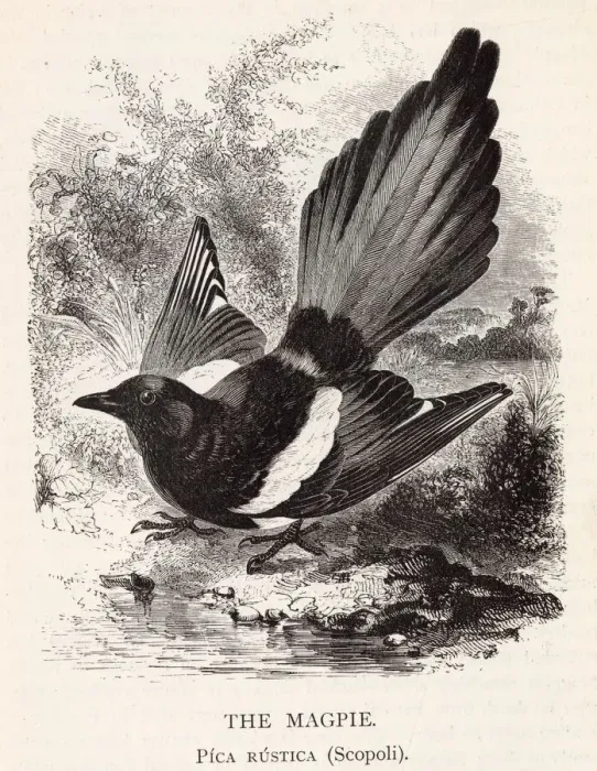 Framed Print : The magpie (pica rustica), a member of the crow family. Date: 1899 Framed Print : The magpie (pica rustica), a member of the crow family. Date: 1899