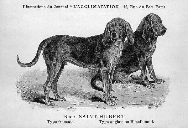 Mahler  /  Bloodhounds
