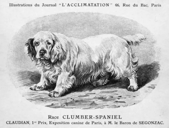 Framed Print : Mahler / Clumber Spaniel Framed Print : Mahler / Clumber Spaniel