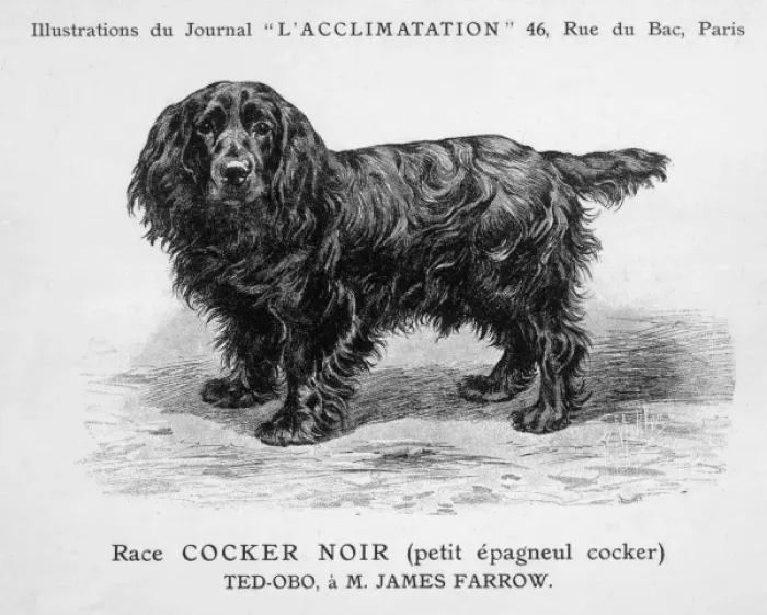 Framed Print : Mahler / Cocker Spaniel Framed Print : Mahler / Cocker Spaniel