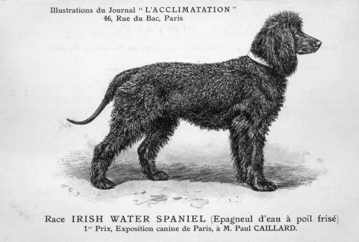 Framed Print : Mahler / Water Spaniel Framed Print : Mahler / Water Spaniel