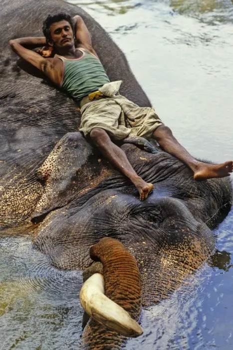 Framed Print : Mahout bathes an elephant, Sri Lanka - 1 Framed Print : Mahout bathes an elephant, Sri Lanka - 1