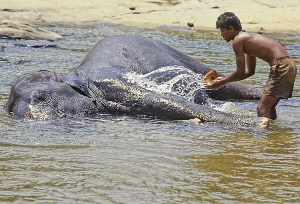 Mahout bathes an elephant, Sri Lanka - 3