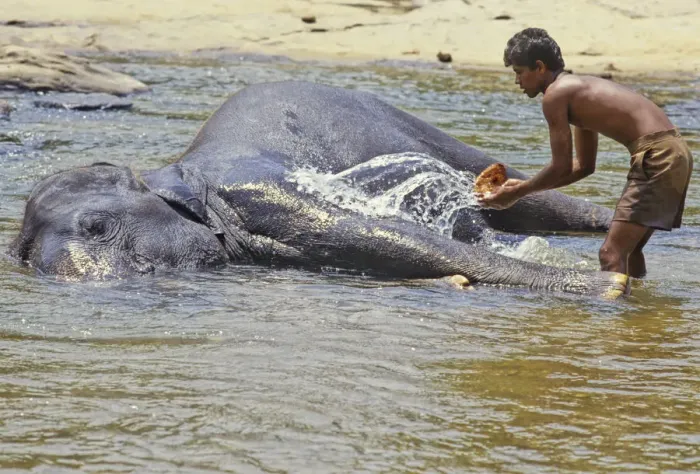 Framed Print : Mahout bathes an elephant, Sri Lanka - 3 Framed Print : Mahout bathes an elephant, Sri Lanka - 3