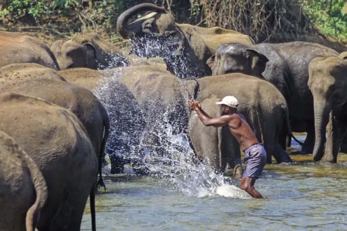 Framed Print : Mahout bathes an elephant, Sri Lanka - 4 Framed Print : Mahout bathes an elephant, Sri Lanka - 4