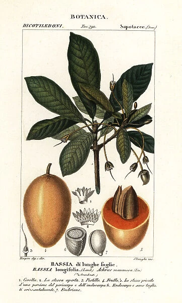 Mahuwa tree, Madhuca longifolia