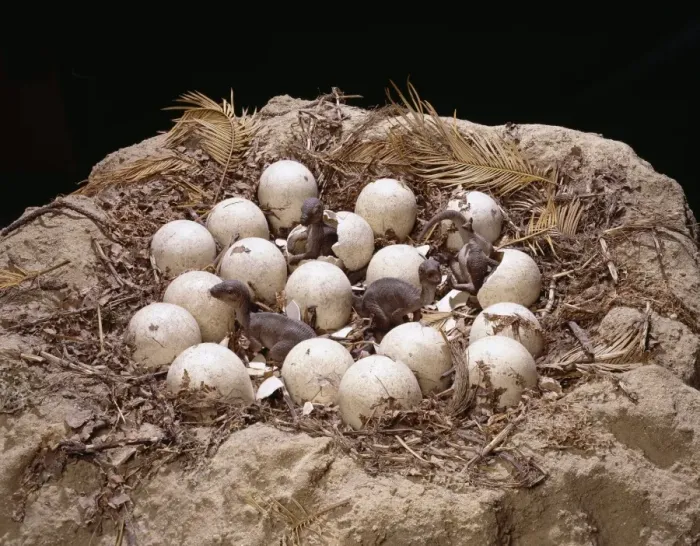 Framed Print : Maiasaura with nest of eggs and hatchlings Framed Print : Maiasaura with nest of eggs and hatchlings