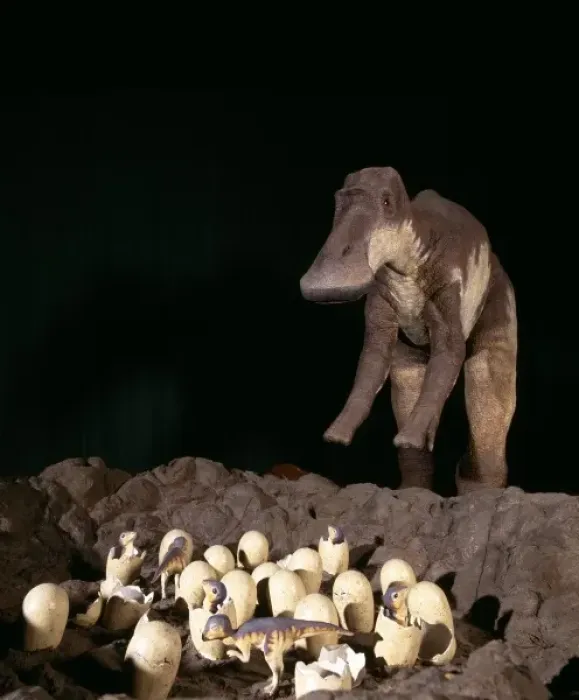Framed Print : Maiasaura with nest of eggs and hatchlings Framed Print : Maiasaura with nest of eggs and hatchlings