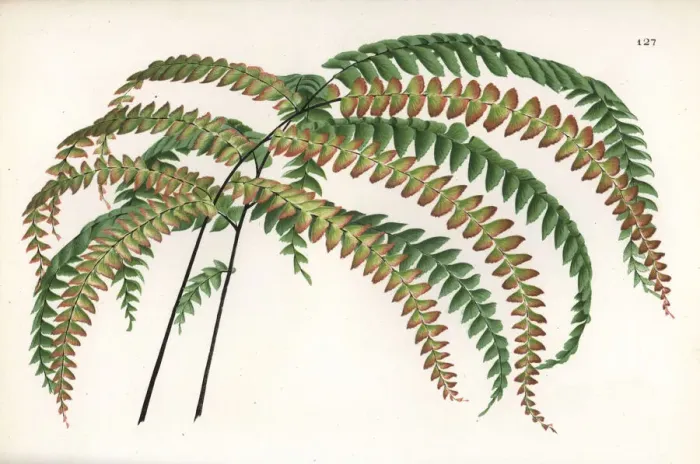 Framed Print : Maidenhair fern species Framed Print : Maidenhair fern species
