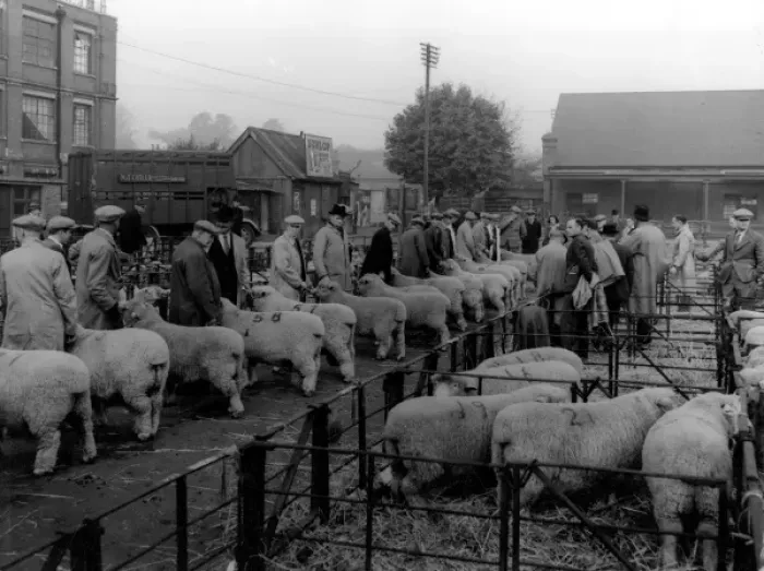 Framed Print : Maidstone Sheep Market Framed Print : Maidstone Sheep Market