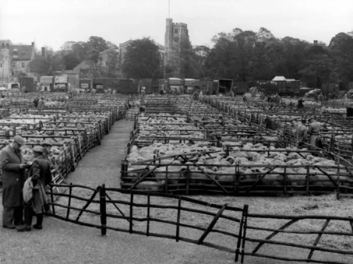 Framed Print : Maidstone Sheep Market Framed Print : Maidstone Sheep Market