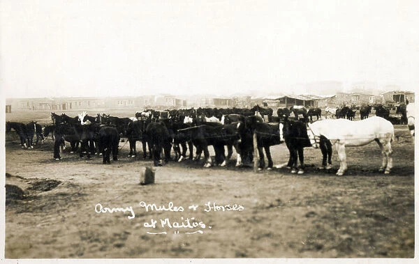 Maitos, Chanakkale - Dardanelles, Turkey - Army mules and horses. Date: 1923